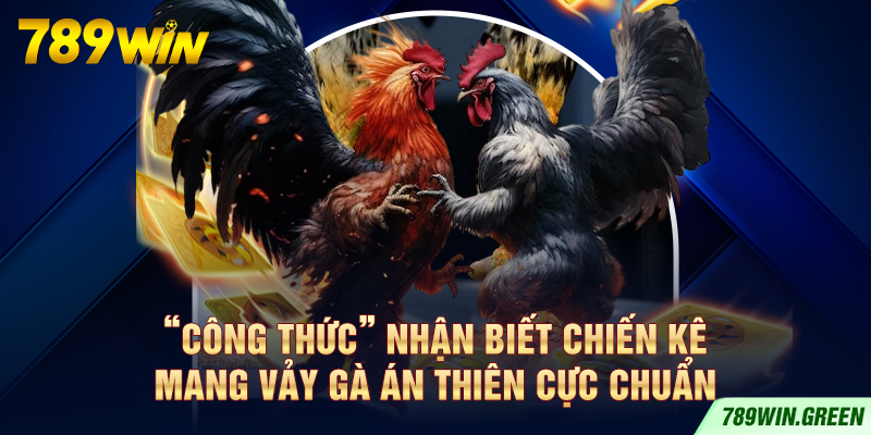 “Công thức” nhận biết chiến kê mang vảy gà Án Thiên cực chuẩn “Công thức” nhận biết chiến kê mang vảy gà Án Thiên cực chuẩn